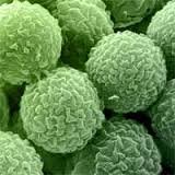 mold